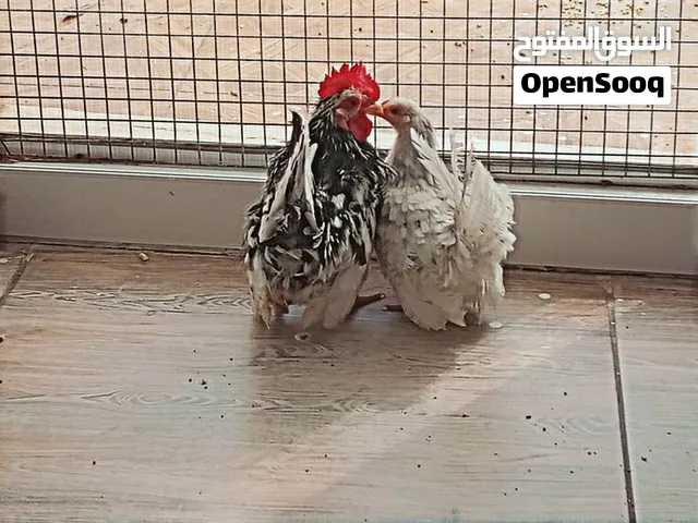 كوبيه كيني مواصفات قدامك فل الديك بيرركب الدجاجه مزال تبي شهر أو اقل شي