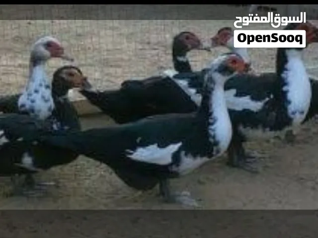 بط موسكوفي جامبو بياض