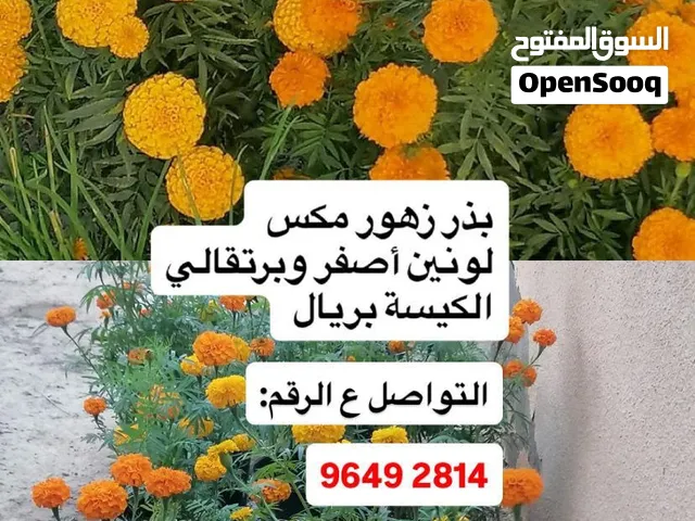 بذور زهور جميله