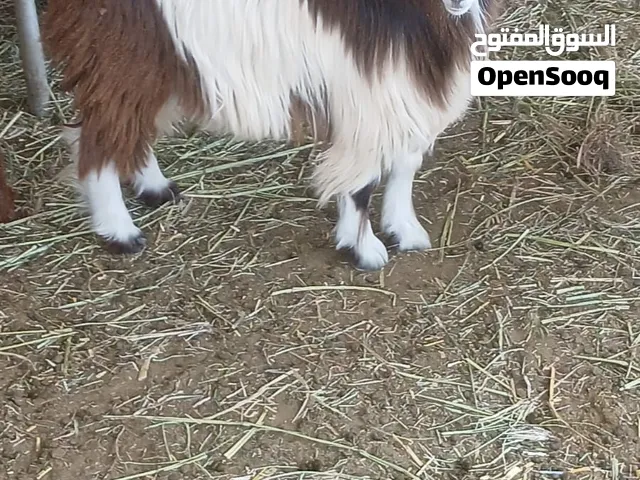 معز للبيع من اب رحبي