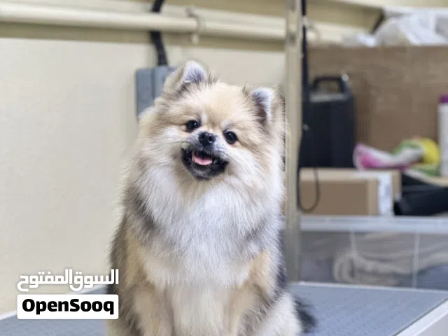 Teacup Female Pomeranian  [15 Months Old ]