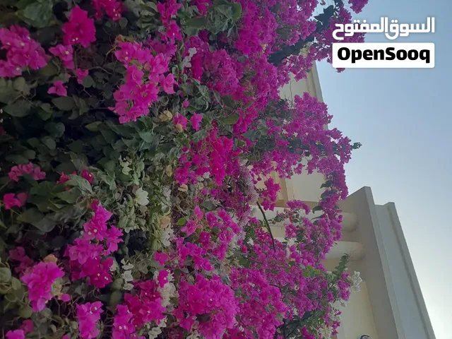 خيل الإصيلة و...