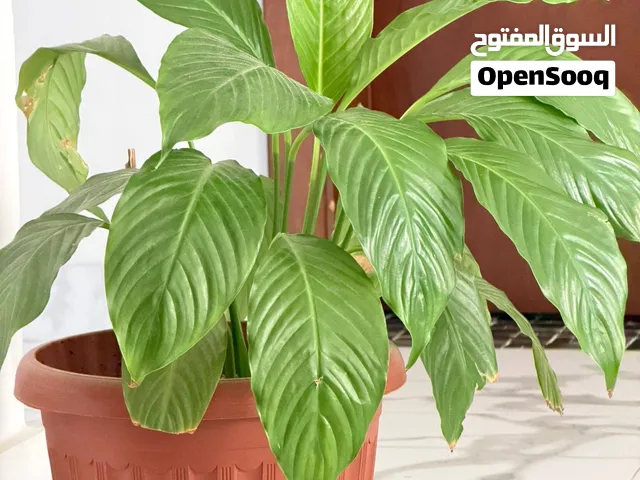 Indoor plants expat family leaving Bahrain