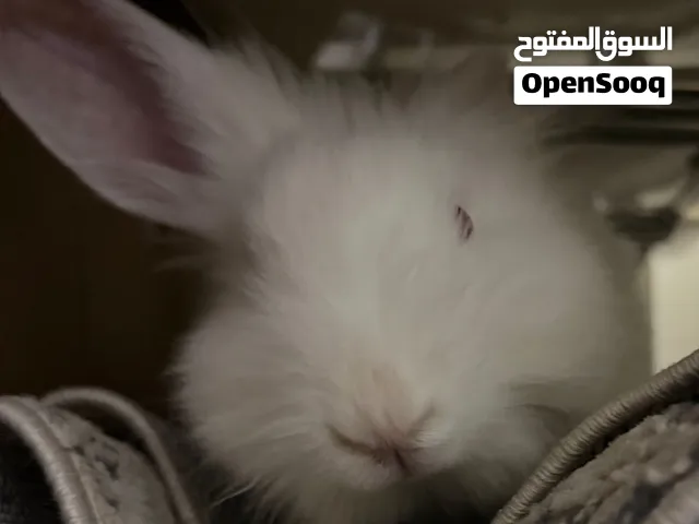 ارنب اليف انجورا ذكر للبيع