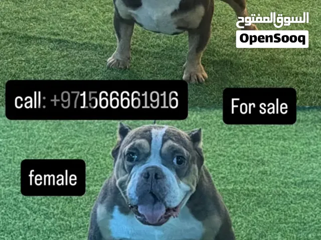 أمريكان بولي اكزوتك ذكر و انثى