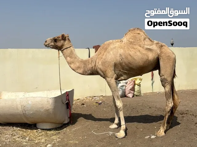 قليصه للبيع مطلوب 900