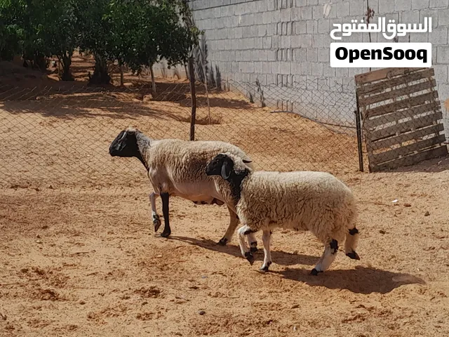 نعجه وطنيه الله يبارك سلاله برقاويه تحتها فطيمه مشالله عمرها ف6شهور وعشره تاني ف3شهور بالجهاز محصنات