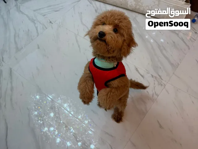 عندي كلب توي بوديل