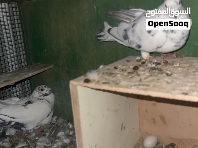 سلام عليكم للبيع يا كريم ورومي لون الحباره وحمام دحل شرط مو مطعم