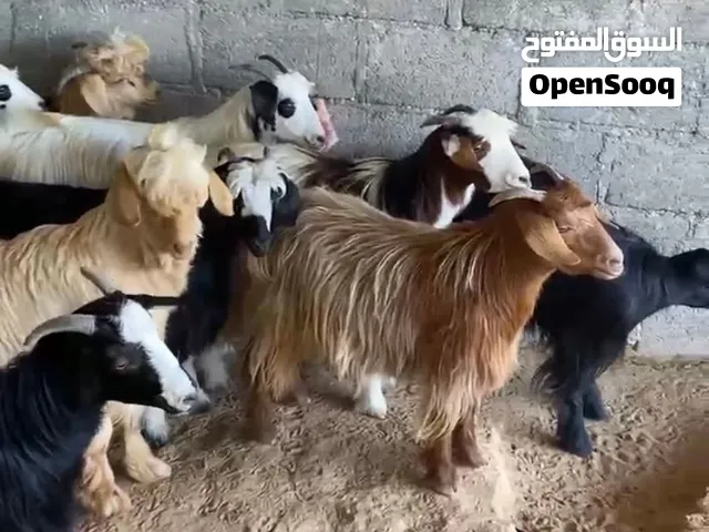 ذبايح مخصايات راهيات وسمان