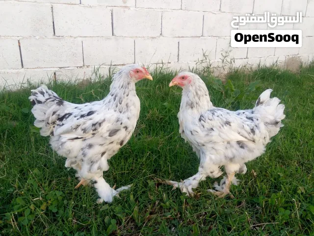 عندنا كوبيا ابراهم الما ارصاصي للبيع الصحه 10/10 لاي استفسار علي الرقم السعر 250 ورشفانه