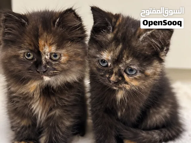 Scottish Fold– Long & Short Hair