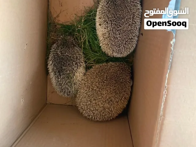 قنافذ للبيع صديقه للبيئة اليفه