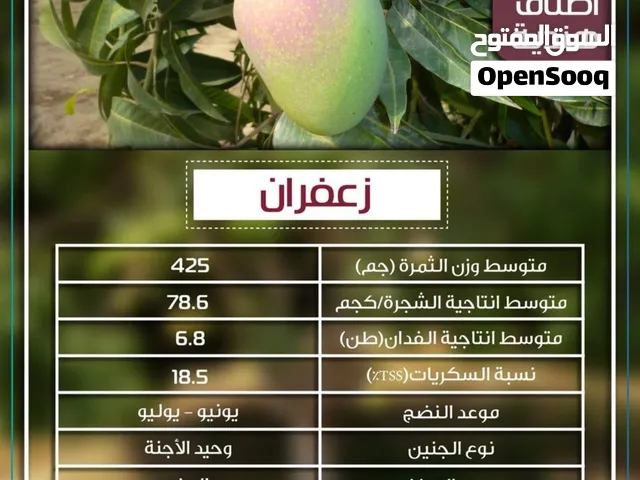 شتلات مانجو مطعم على اصل محلي اكثر من 10 اصناف باسعار مختلفة