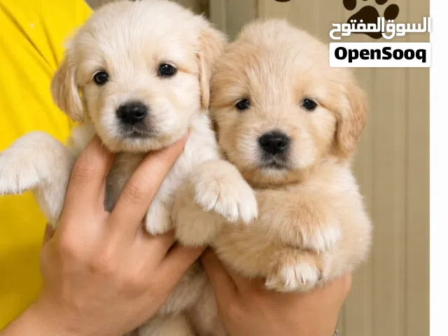 جراوى جولدن