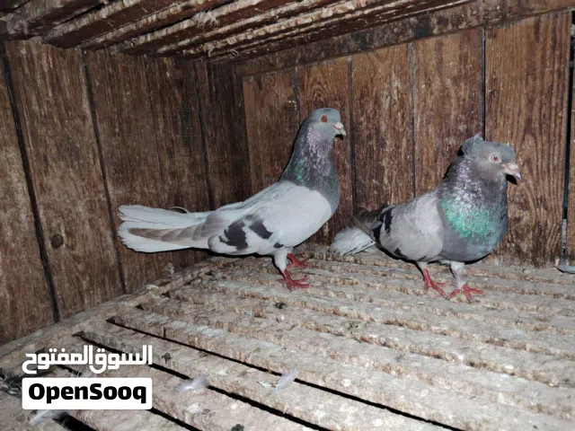 زيادات للبيع