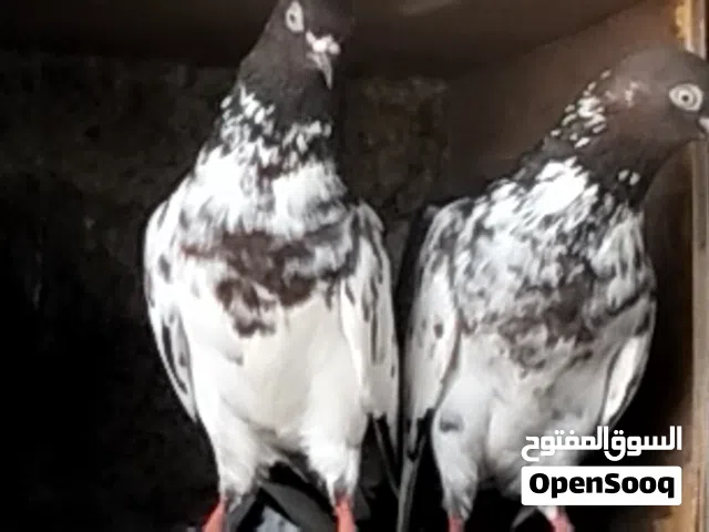زوج لكا فاخر من الآخر وانثى لكاء من الاخر