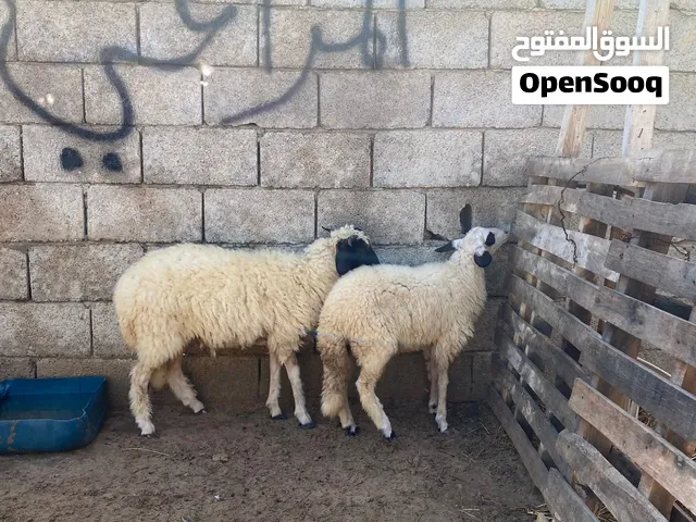 على الله الاتكال حولي وحوليه الله يبارك السعر 2775 مع بعض