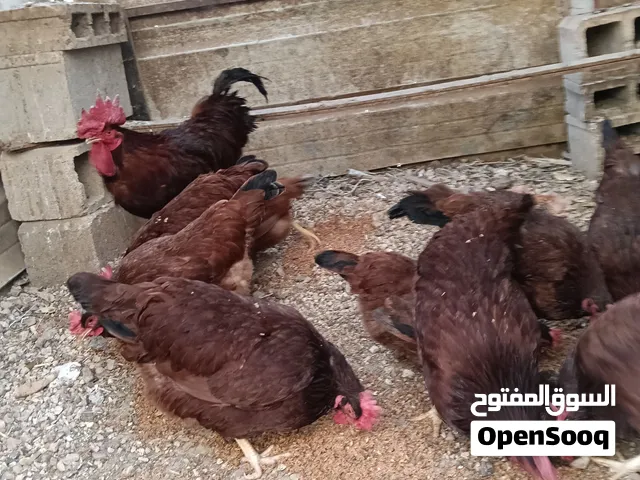 جاج رود ايلاند