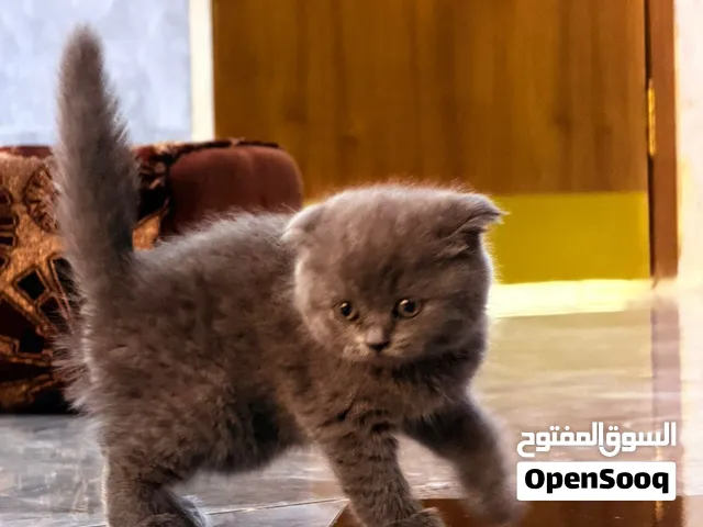 قطة سكوتش انثى للبيع
