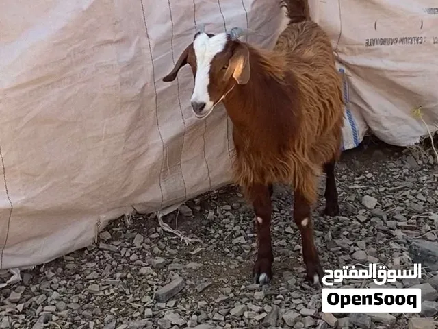 تيس وشاه تحتها تيس كل شي بقيمته شي فيديوهات .