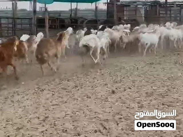 ذبايح رفيدي شي طيب شرط الحم وشحم مفطح اوثلاجه مع الذبح