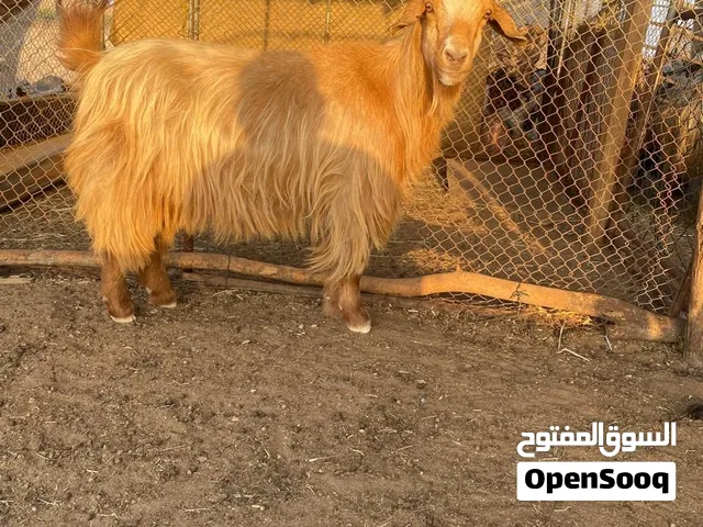 للبيع جاعده  وشاه  عجر  للحم
