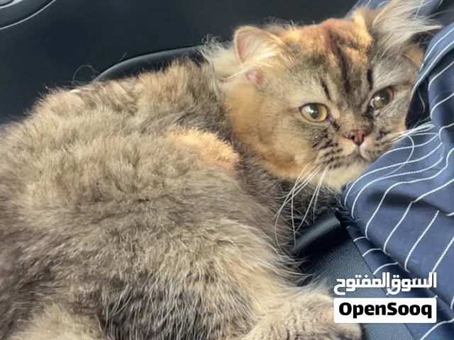 قط ذكر للبيع مكس لطيف حنون هادي . .
