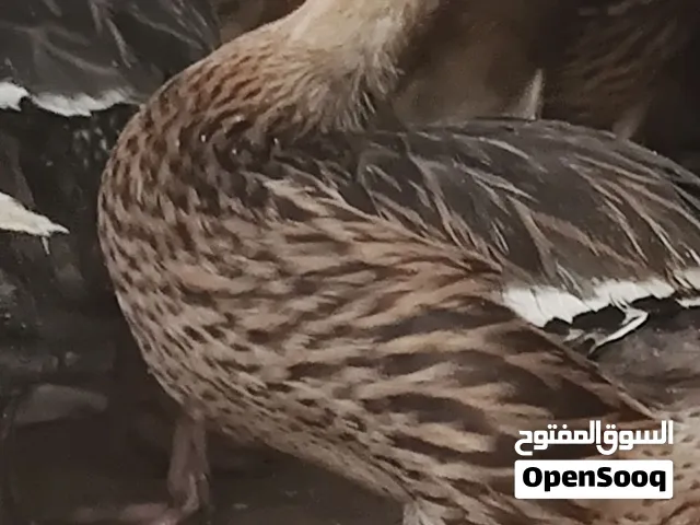 mallard duck available Good and healthy