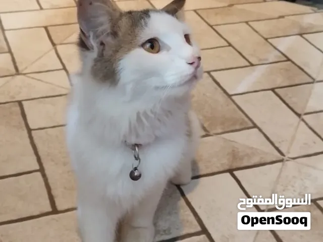 سنانير للبيع الوصف مهم جداََ