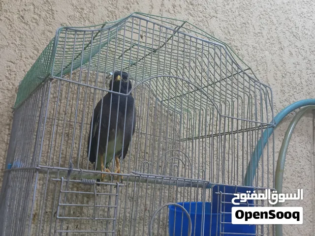 ميناء للبيع سعره 75الف بيه مجال