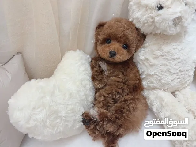 poodle puppies for adoption both male and female