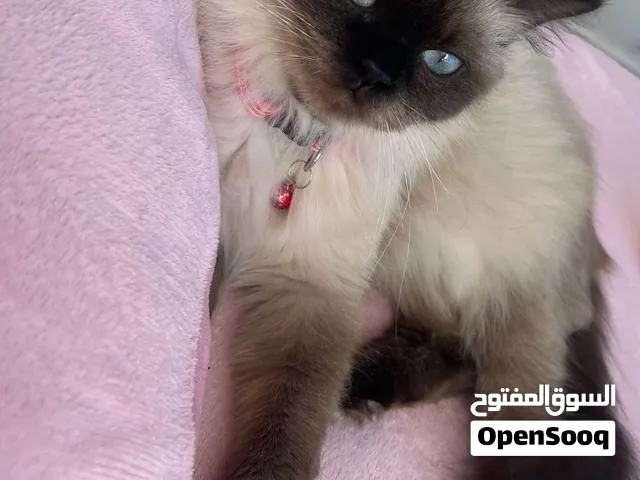 قطة همالايا انثى، وجميع مستلزماتها