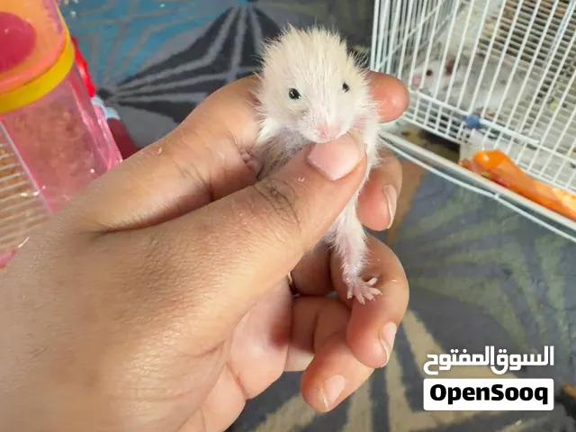 Hamster babys