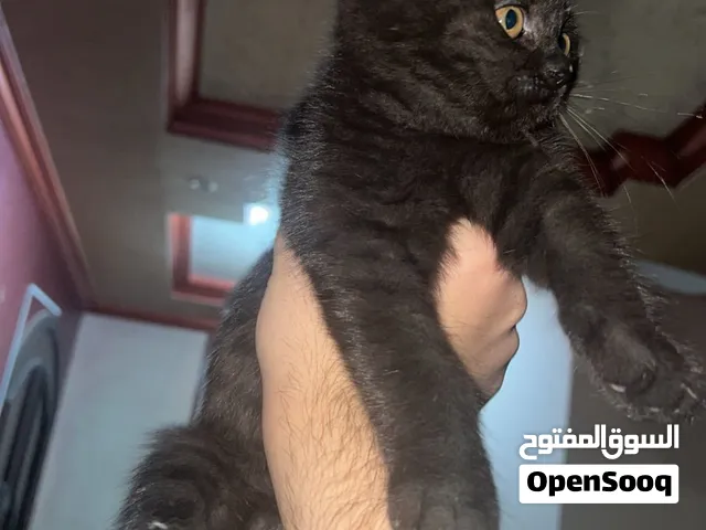 قطين ذكر و انثى اخوان للتبني في المنصوره مكس بين شيرازي و بريطاني عمر اربع اشهر