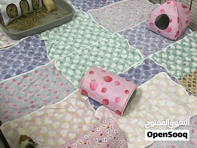 للبيع 2 غينيا بيك عمر 3 شهور مع القفص والأغراض two three month old guinea pigs/