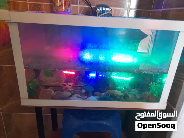 حوض أسماك شغل منظم