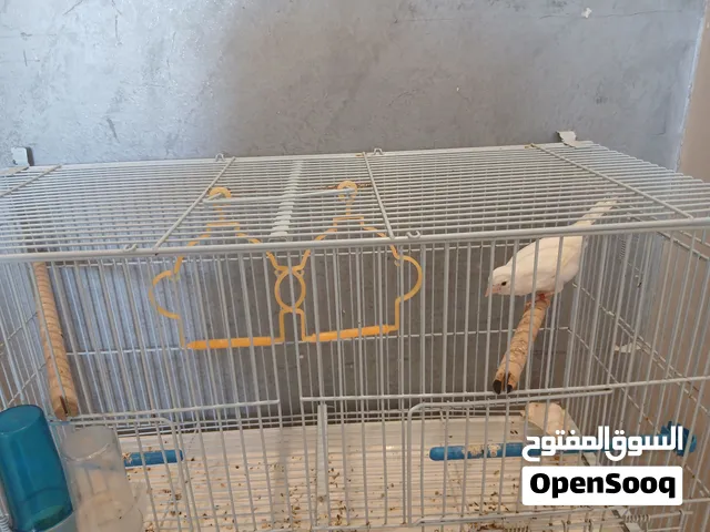 طأر كنار انتى بيضاء بعمر  5اشهر بصحة جيدة