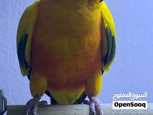 Sun Conure Tamed