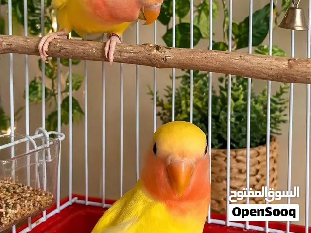 زوج طيور روز منتج