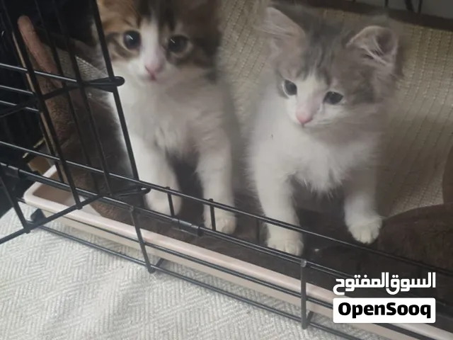 250 للوحدة