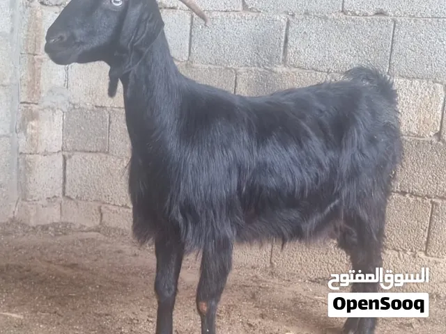 عنز هجين سر حليب تبارك الرحمن