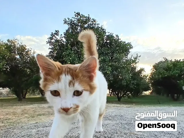قطوس متربية للبيع