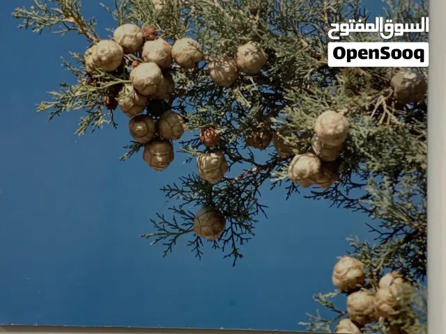 سكن نساء فقط