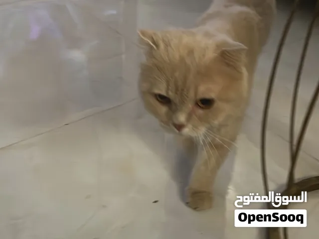 للبيع قط من نوع سكوتش فولد