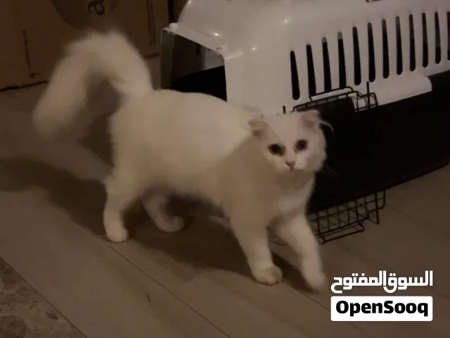 Long Haired Scottish Fold