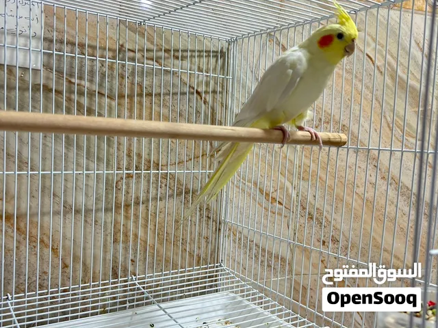 نثية كوكتيل نص الافة