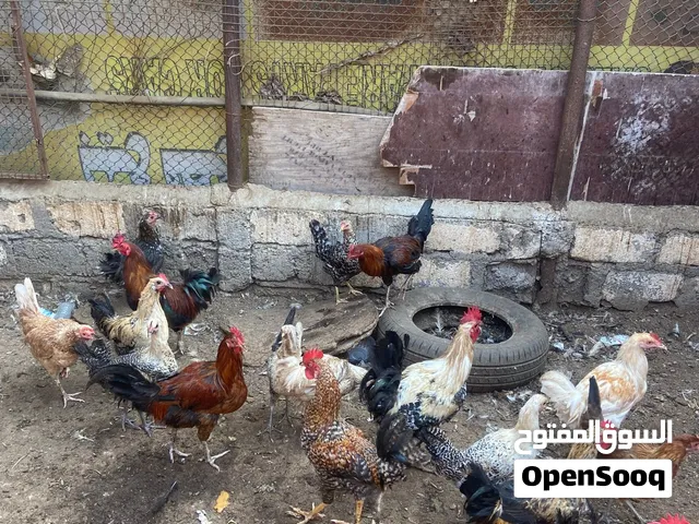 ديكة فرنسيات وعمانيات وباكستانيات الحبة بثلاثة ريال