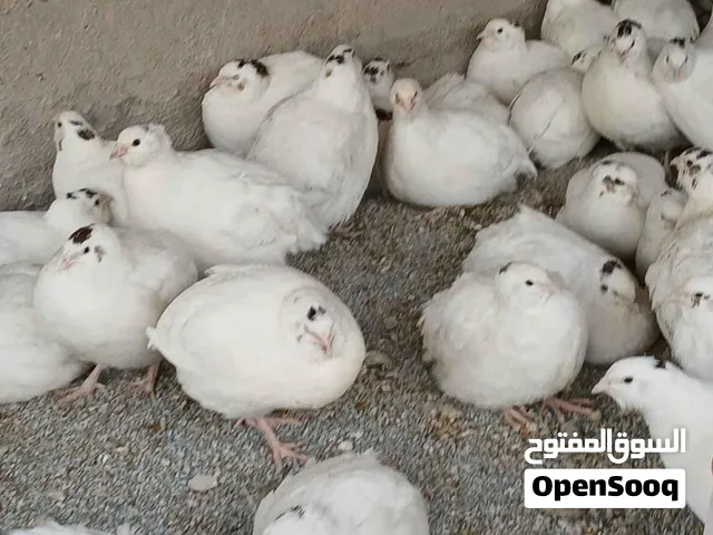 سمان تكساس العملاق الأمريكي – اللون الأبيض الأصلي