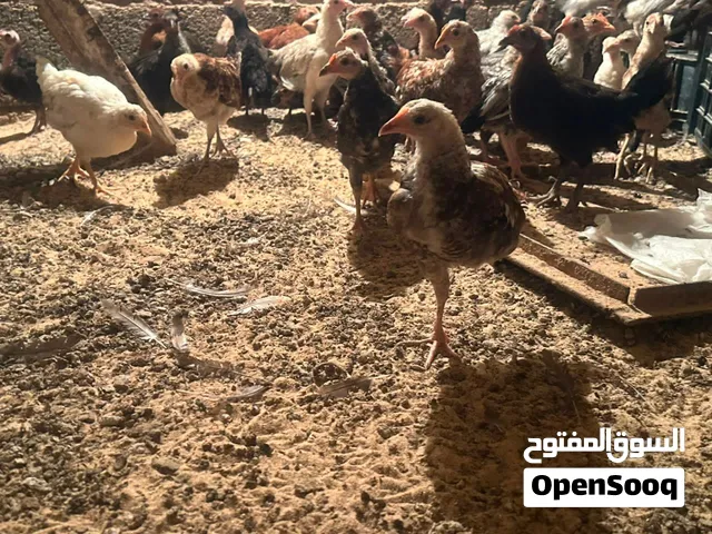 عتاتيق عمر شهرين ونص ربي يبارك عربي وزهري نسبه فراريج اقل عدد 30 مكان بني وليد